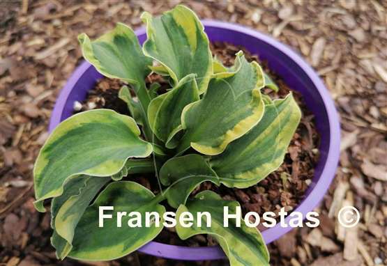 Hosta School Mouse