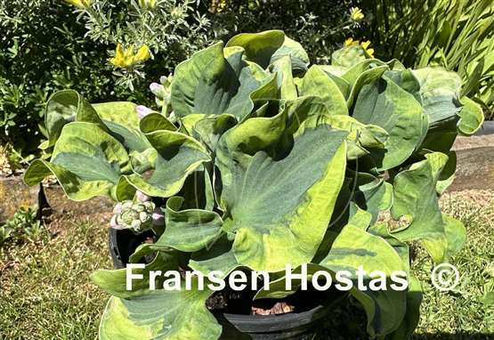 Hosta School Mouse
