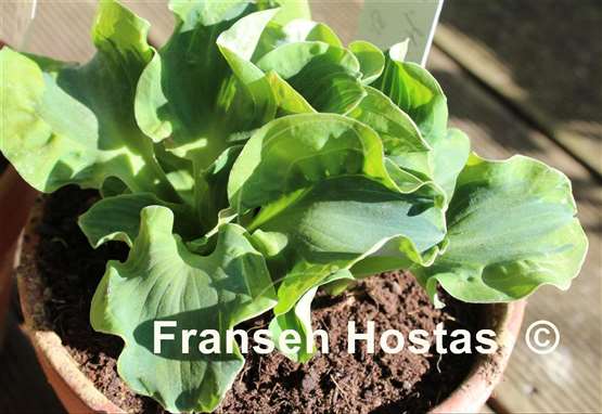 Hosta School Mouse