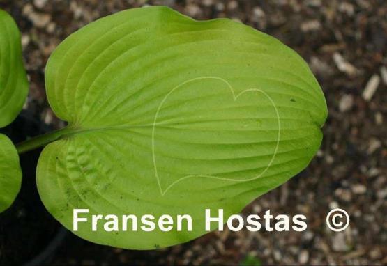 Hosta School Bus