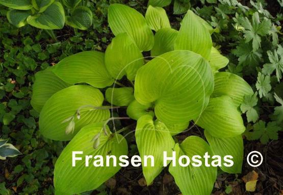 Hosta School Bus