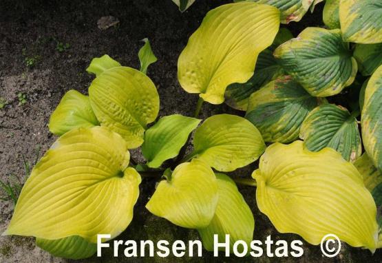 Hosta School Bus