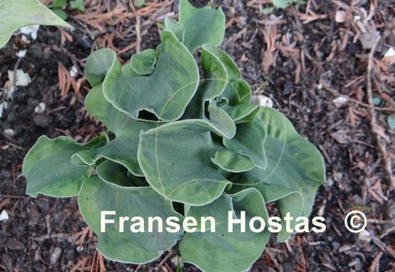 Hosta School Mouse
