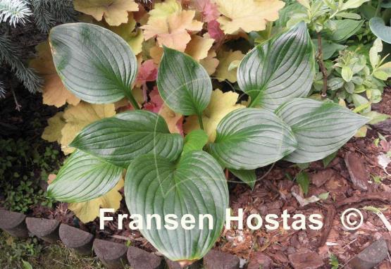 Hosta Schwarzer Ritter