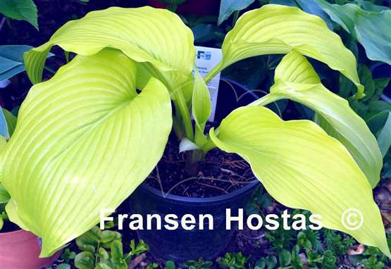 Hosta Scituate Sunrise