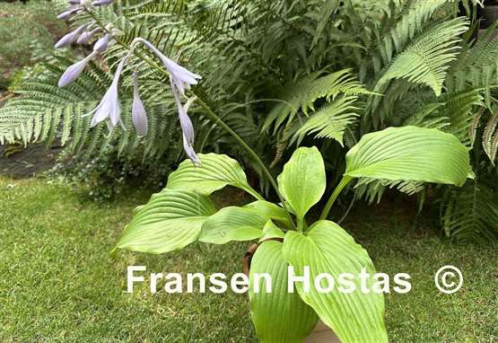 Hosta Scituate Sunrise