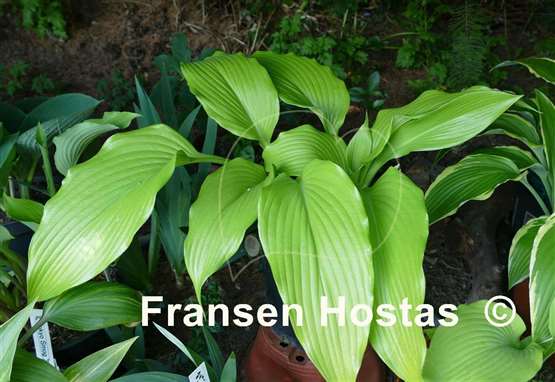 Hosta Scituate Sunrise