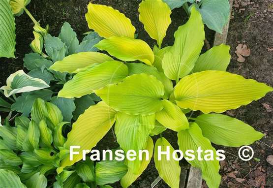 Hosta Scituate Sunrise