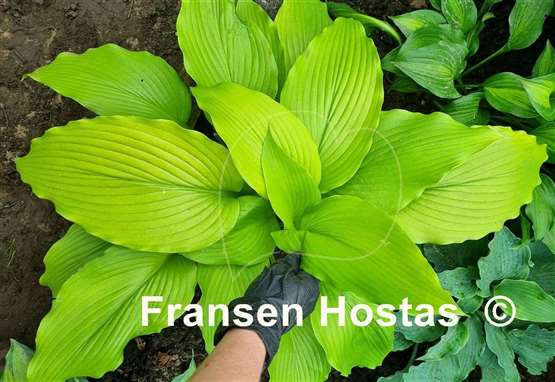 Hosta Scituate Sunrise