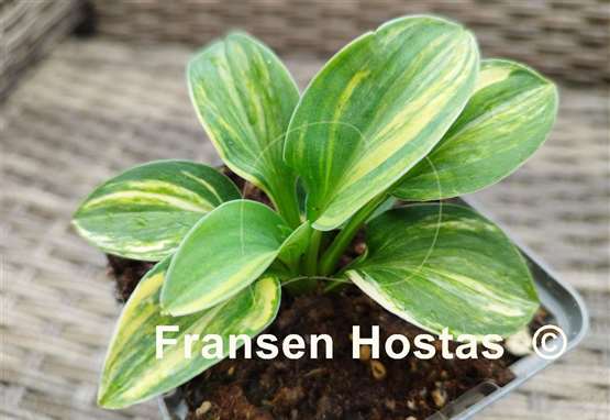 Hosta Screaming Mouse