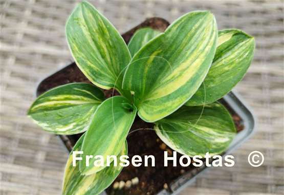 Hosta Screaming Mouse