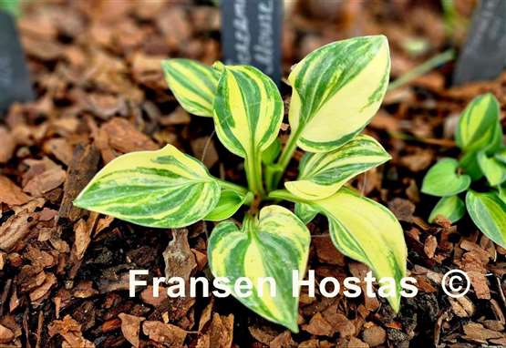 Hosta Screaming Mouse
