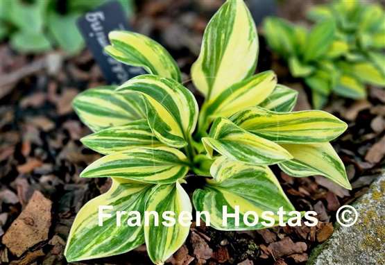 Hosta Screaming Mouse