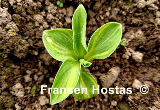 Hosta Screaming Mouse