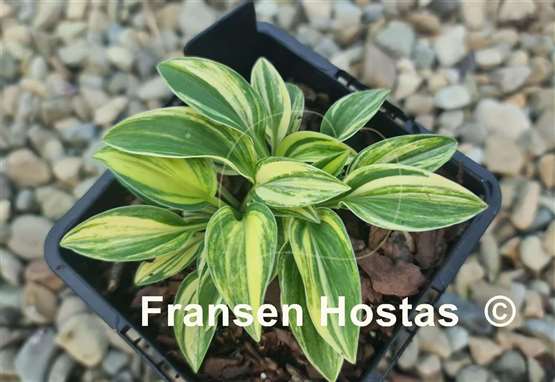Hosta Screaming Mouse