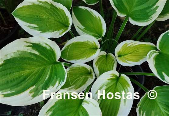 Hosta Sea Beacon