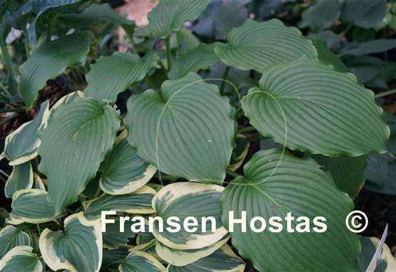 Hosta Sea Current