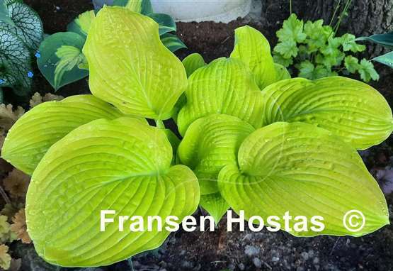 Hosta Sea Fire