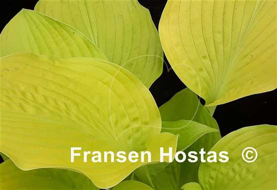 Hosta Sea Fire