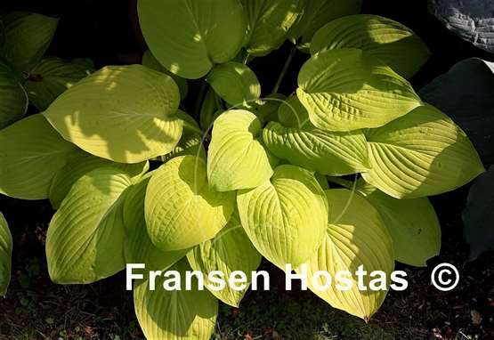 Hosta Sea Fire