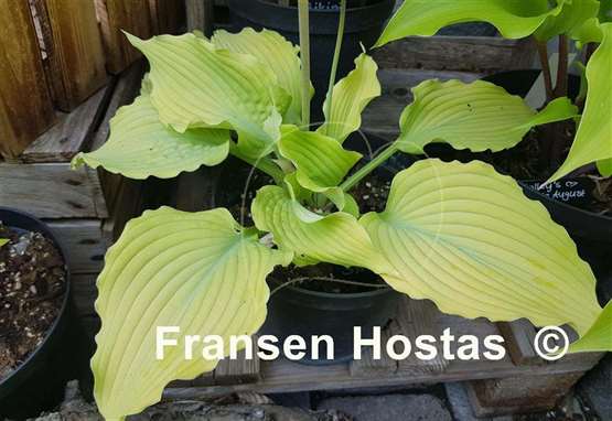 Hosta Sea Gulf Stream