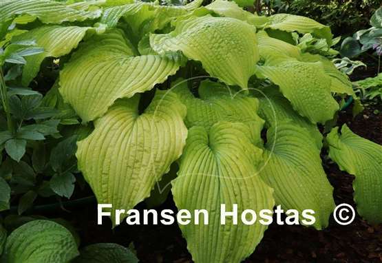 Hosta Sea Gulf Stream