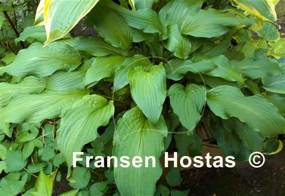 Hosta Sea Octopus