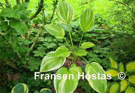 Hosta Sea Sunrise 