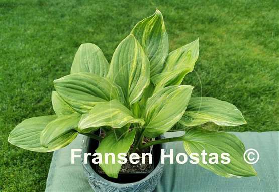 Hosta Sea Sunrise