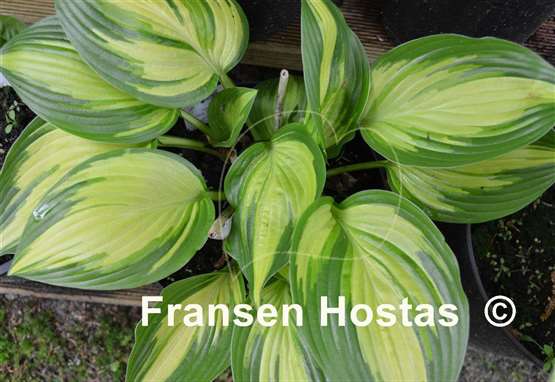 Hosta Sea Thunder