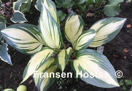 Hosta Sea Thunder