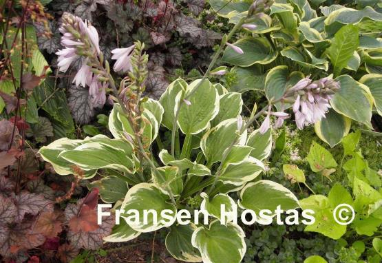 Hosta Sea Beacon