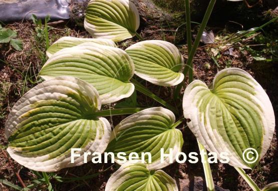 Hosta Sea Beacon
