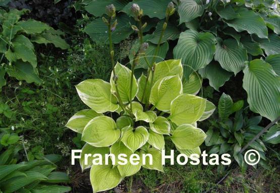 Hosta Sea Dream