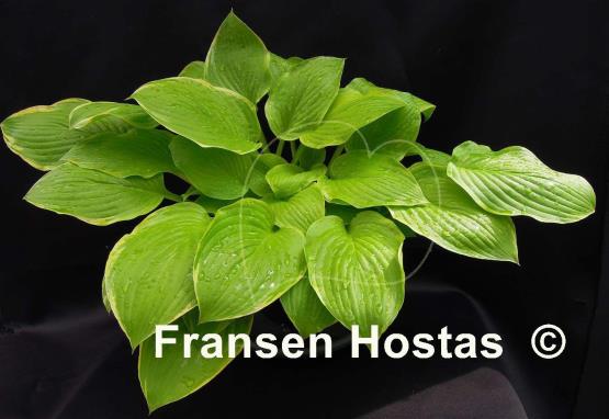 Hosta Sea Dream