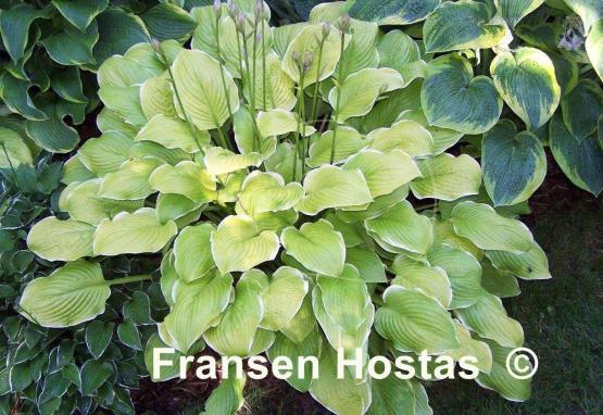 Hosta Sea Dream