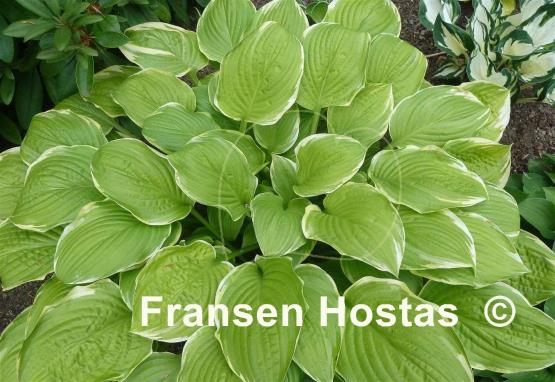 Hosta Sea Dream