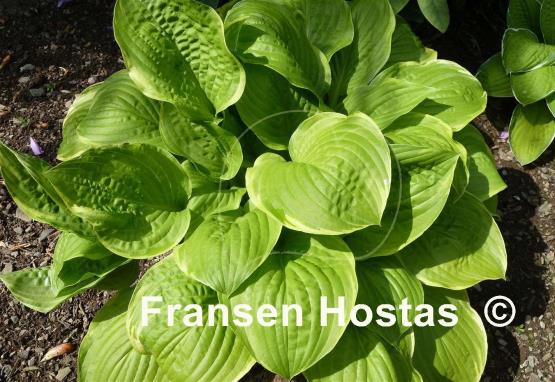 Hosta Sea Dream