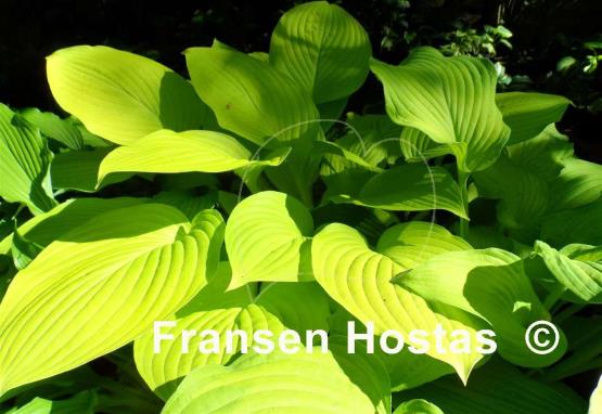 Hosta Sea Fire