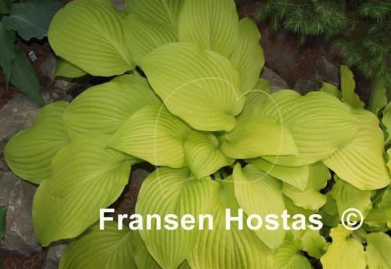 Hosta Sea Fire
