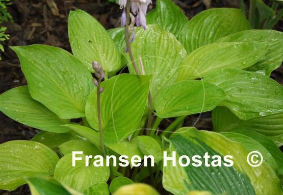 Hosta Sea Fire