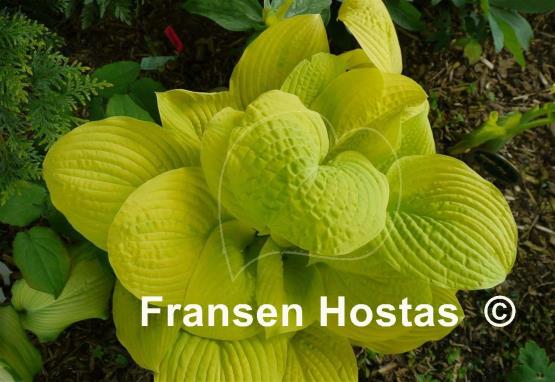 Hosta Sea Fire
