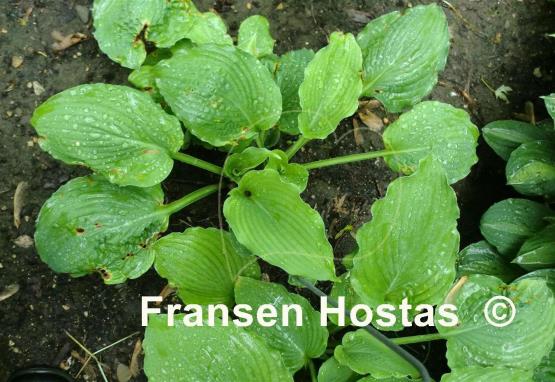 Hosta Sea Frolic