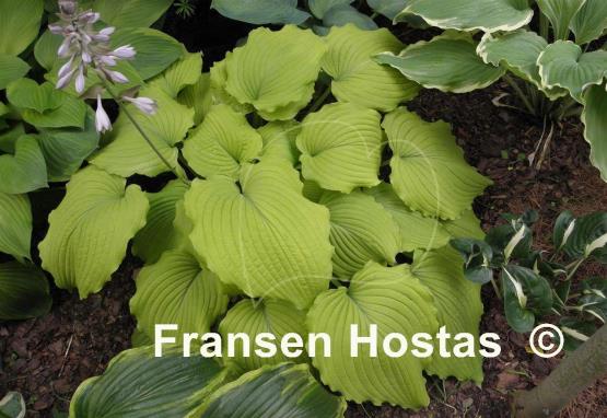 Hosta Sea Gulf Stream