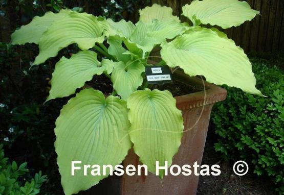 Hosta Sea Gulf Stream