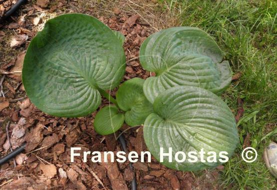 Hosta Sea Lotus Leaf