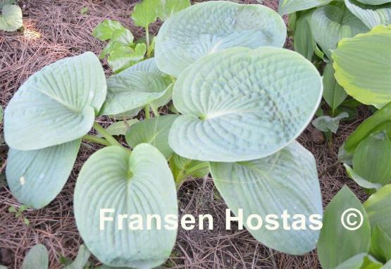 Hosta Sea Lotus Leaf