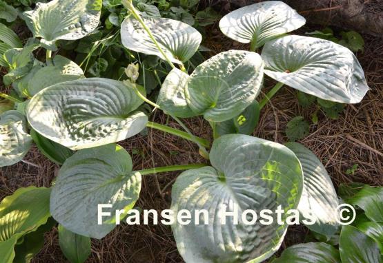 Hosta Sea Lotus Leaf