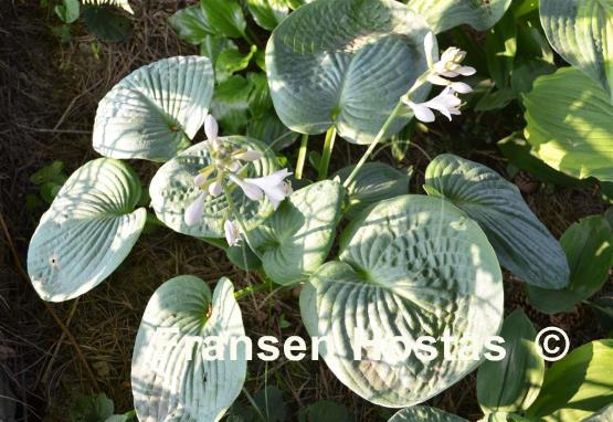 Hosta Sea Lotus Leaf