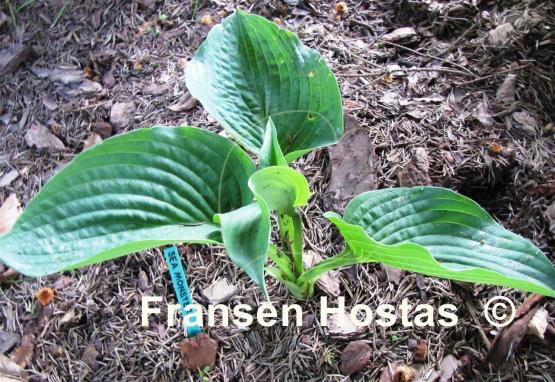 Hosta Sea Monster